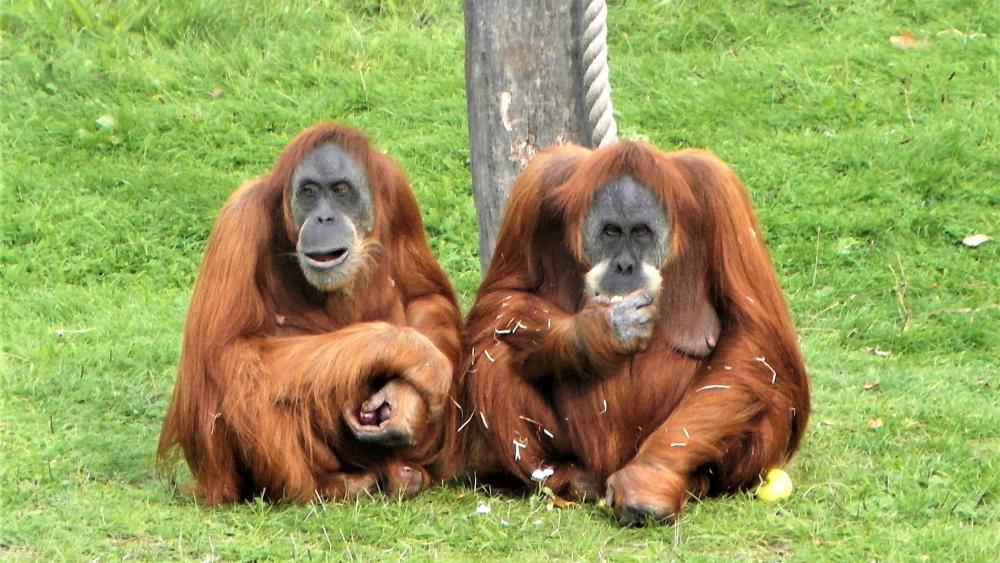 Orangutans eating time wallpaper