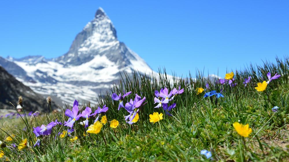 Matterhorn at spring wallpaper