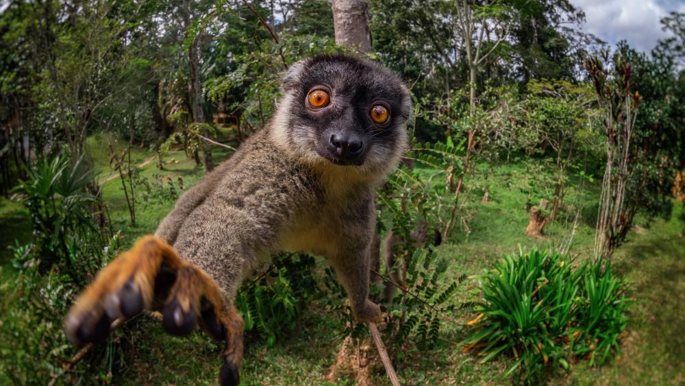 Lemur want to touch your cam wallpaper
