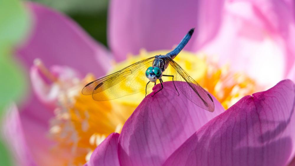 Dragonfly wallpaper