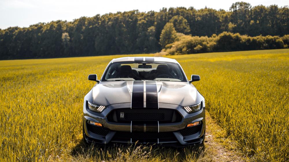 Ford Mustang Shelby GT350 wallpaper