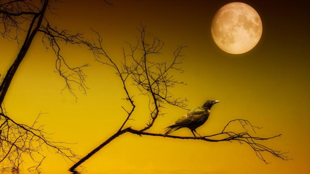 Crow at full moon wallpaper