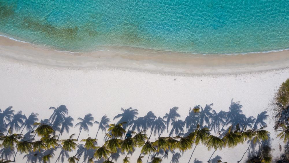 Palm trees on the beach from above wallpaper