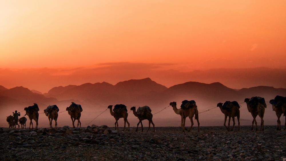 Camel caravan in Dallol, Ethiopia wallpaper