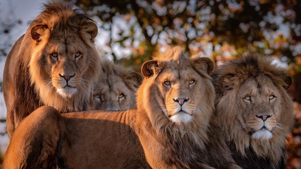 Lion herd wallpaper