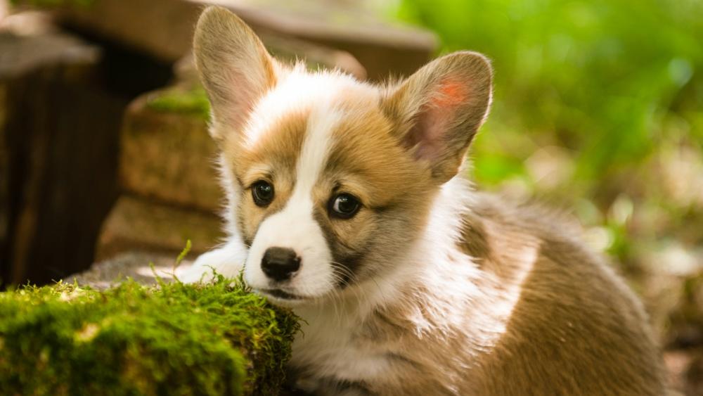 Pembroke Welsh Corgi puppy wallpaper - backiee