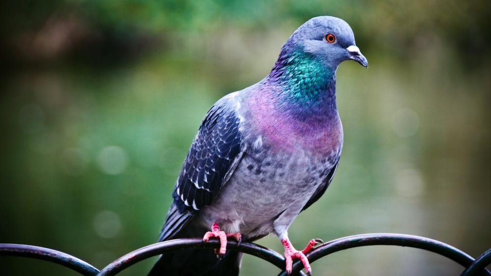 Purple Pigeon on a fence wallpaper