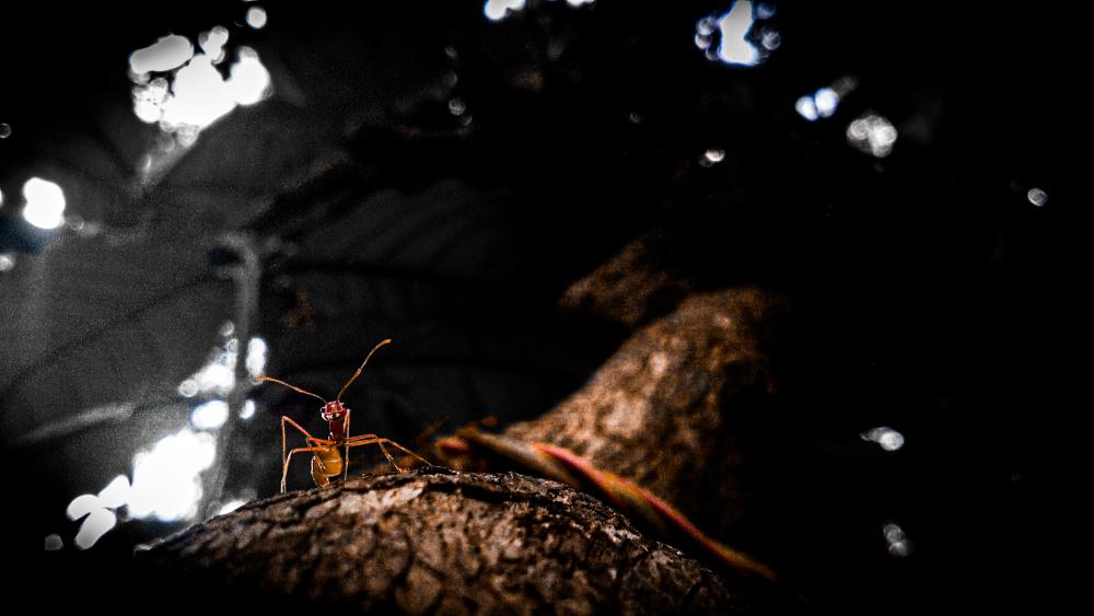 Ant  wallpaper