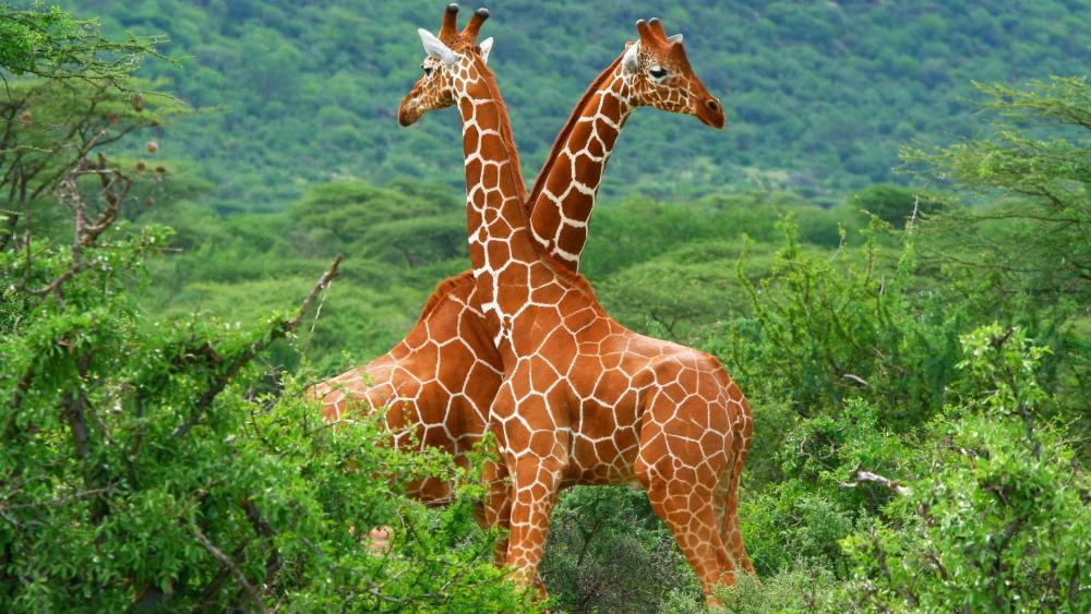 Fight of two giraffes in Samburu National Reserve wallpaper