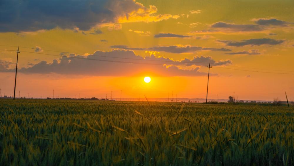 Sunset field wallpaper