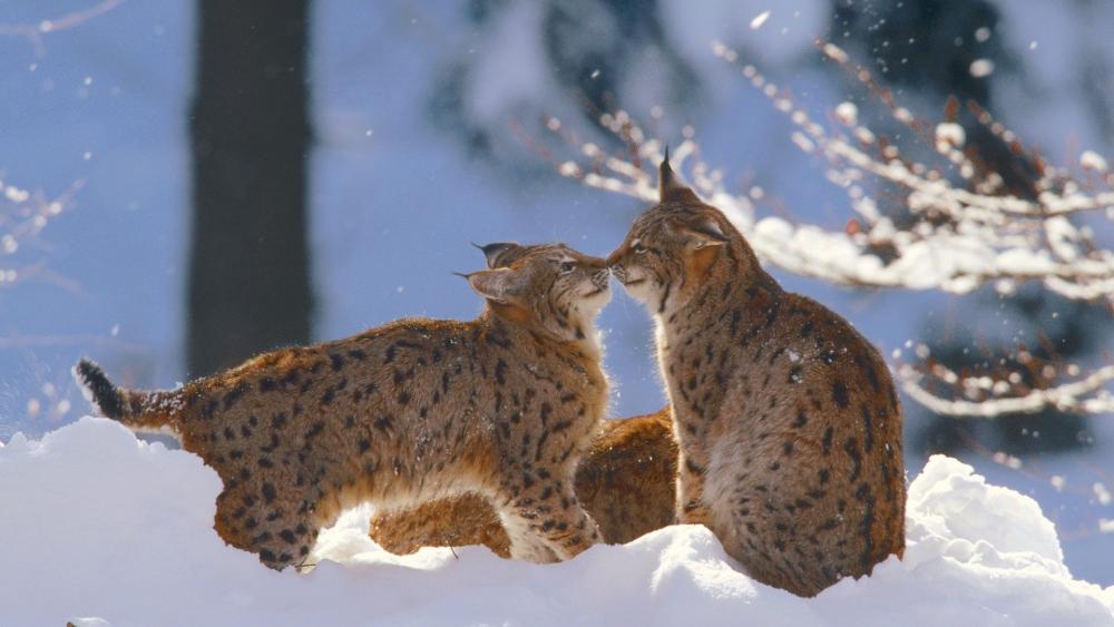 Eurasian lynx wallpaper
