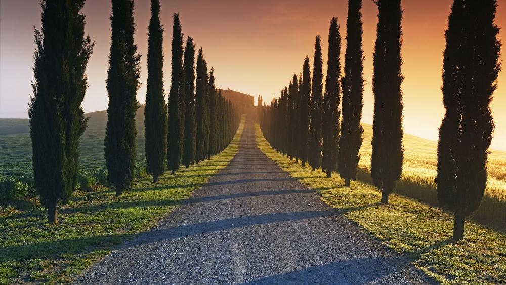 Cypress lane in Tuscany wallpaper
