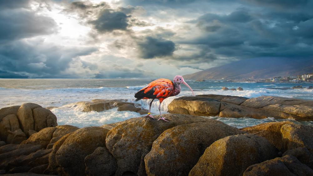 Ibis bird is standing on boulder near sea under cloudy sky wallpaper