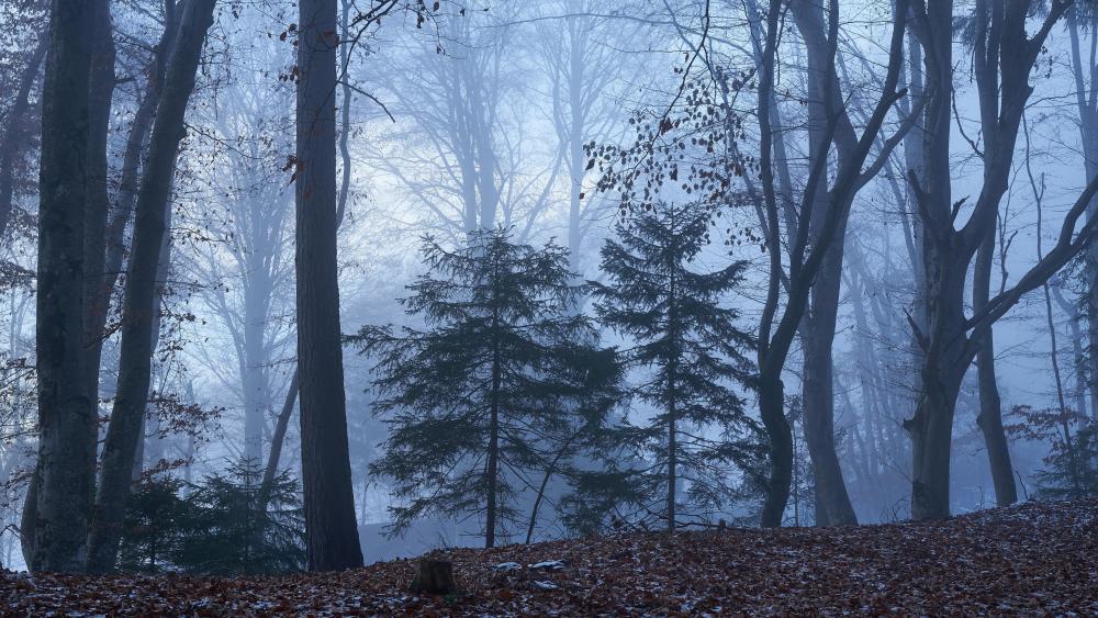 Foggy forest during fall wallpaper