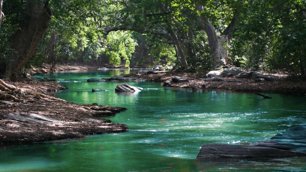 Body Of Water Among Green Leafy Trees wallpaper