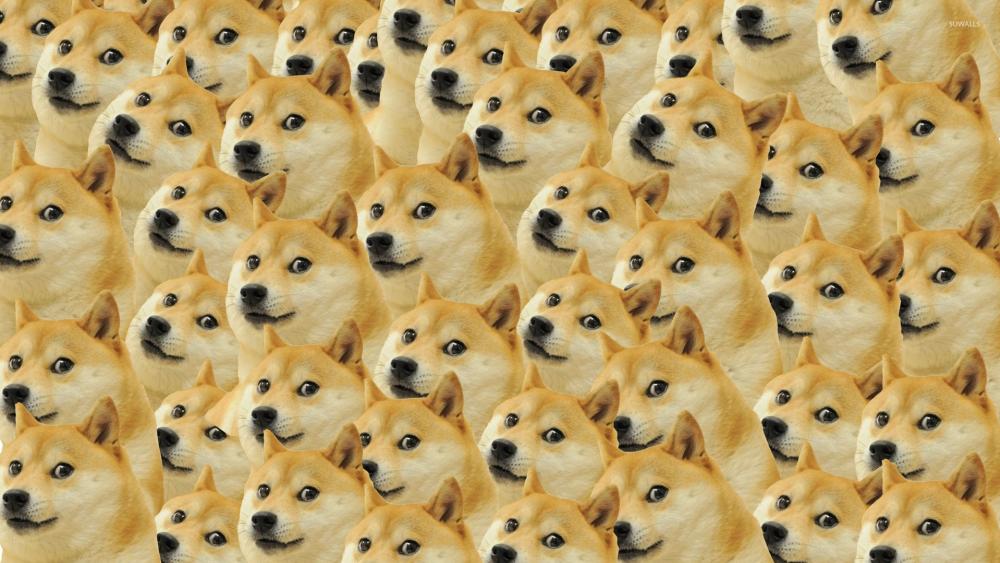 Dog meme wallpaper
