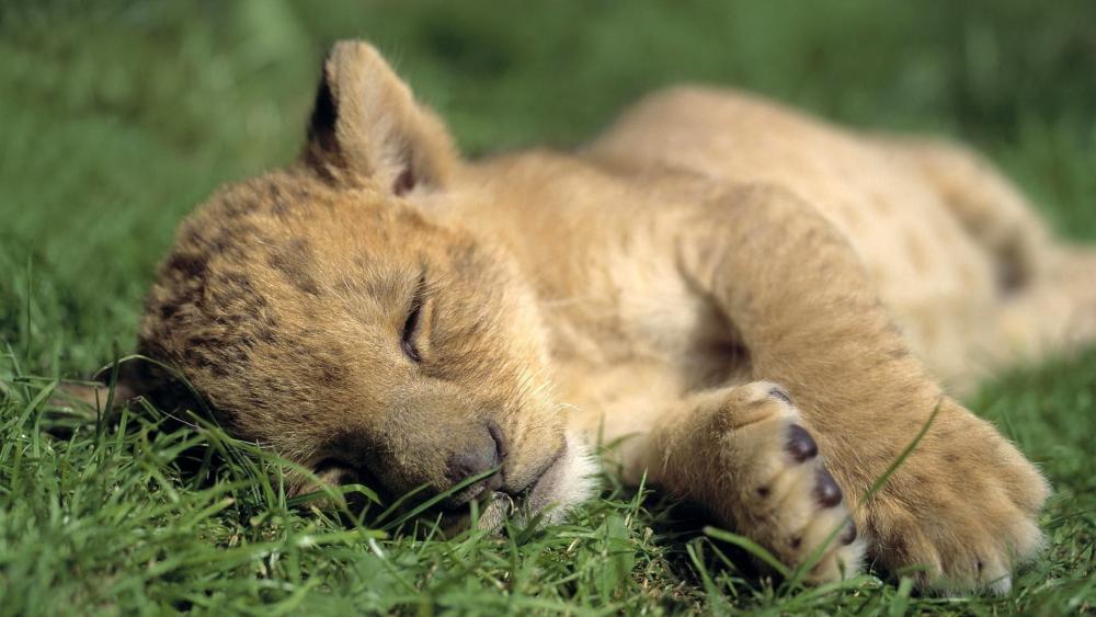 Wallpaper from animals category
