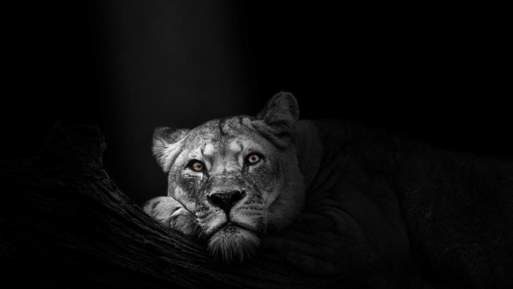 Wallpaper from animals category