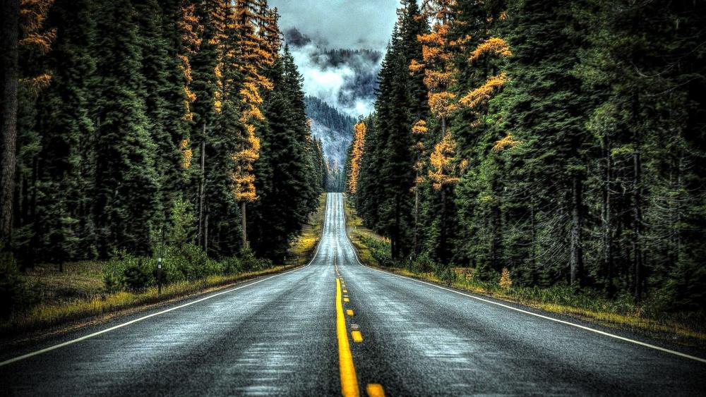 Road Between Woods wallpaper