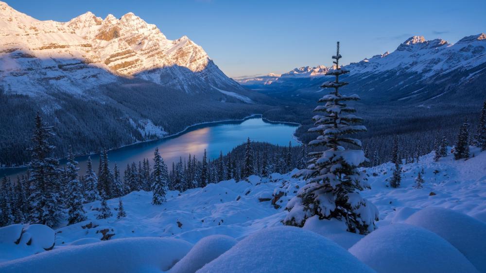 Peyto Lake (Banff National Park) wallpaper
