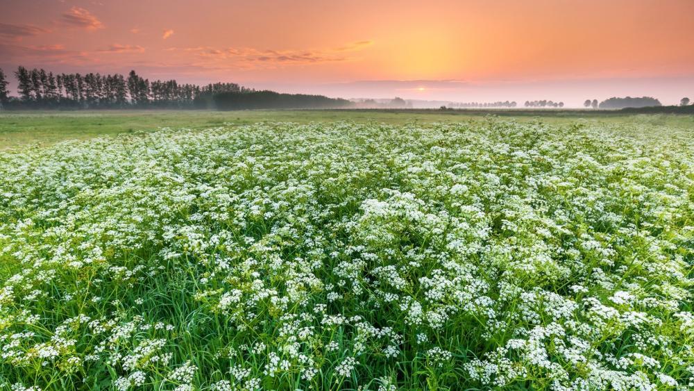 Cow Parsley field wallpaper - backiee