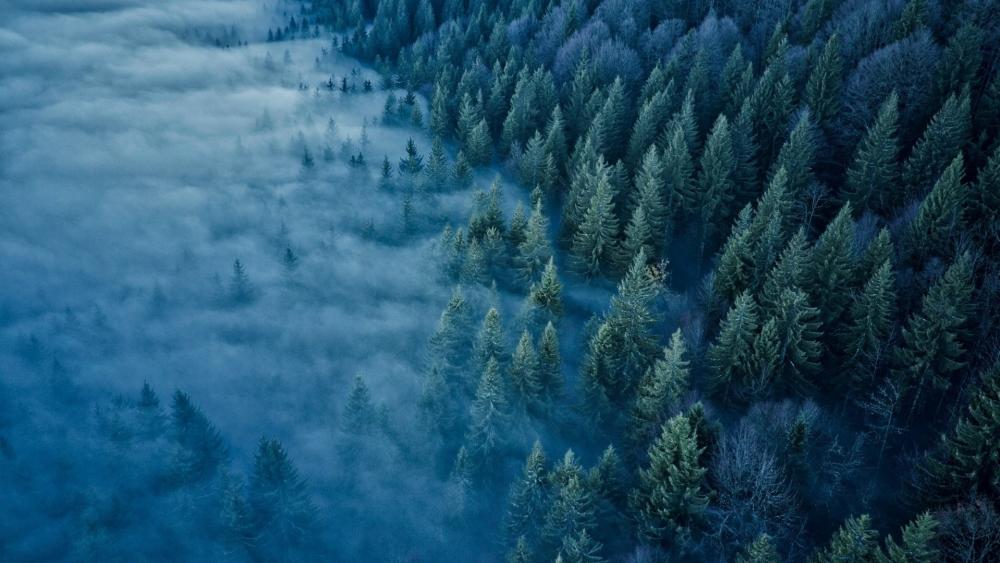 Wallpaper from nature category