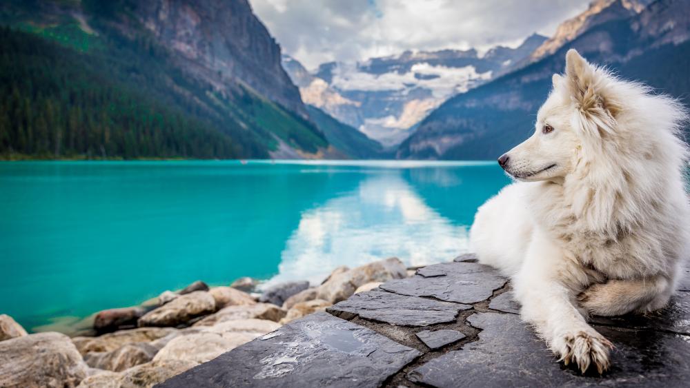 Samoyed in the lake and mountains wallpaper
