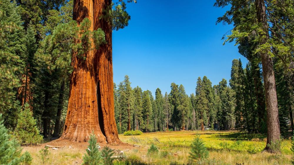 Sequoia National Park wallpaper - backiee