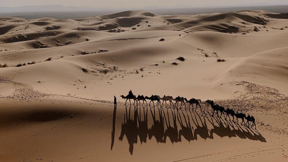 Camel caravan in the Sahara wallpaper