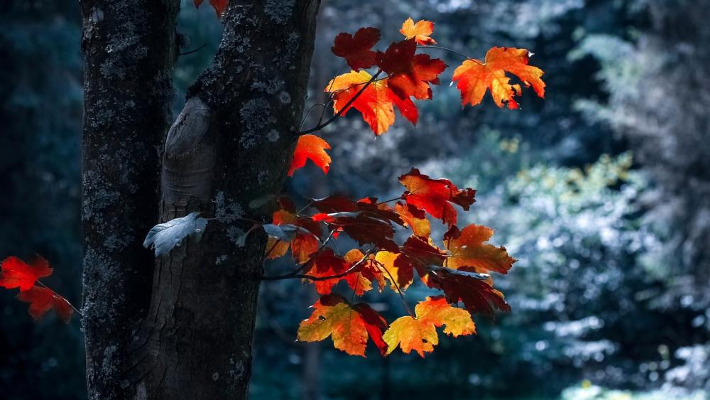 A Maple Tree wallpaper