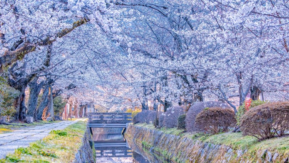 Blooming trees in the park along the canal (Kyoto) wallpaper