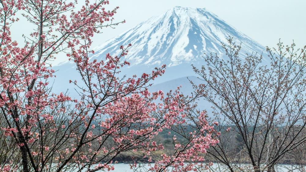 Cherry blossoms and Mount Fuji wallpaper
