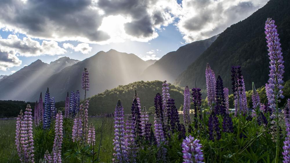 Lupine field at Milford Sound, New Zealand wallpaper