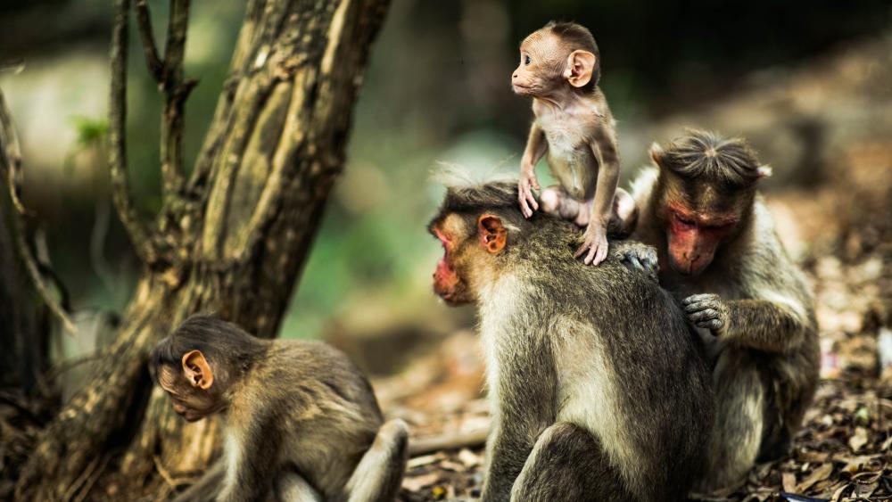 Wallpaper from animals category