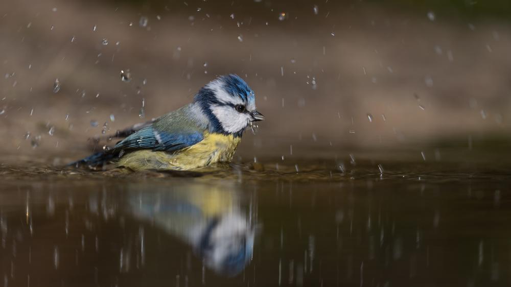 Wallpaper from animals category