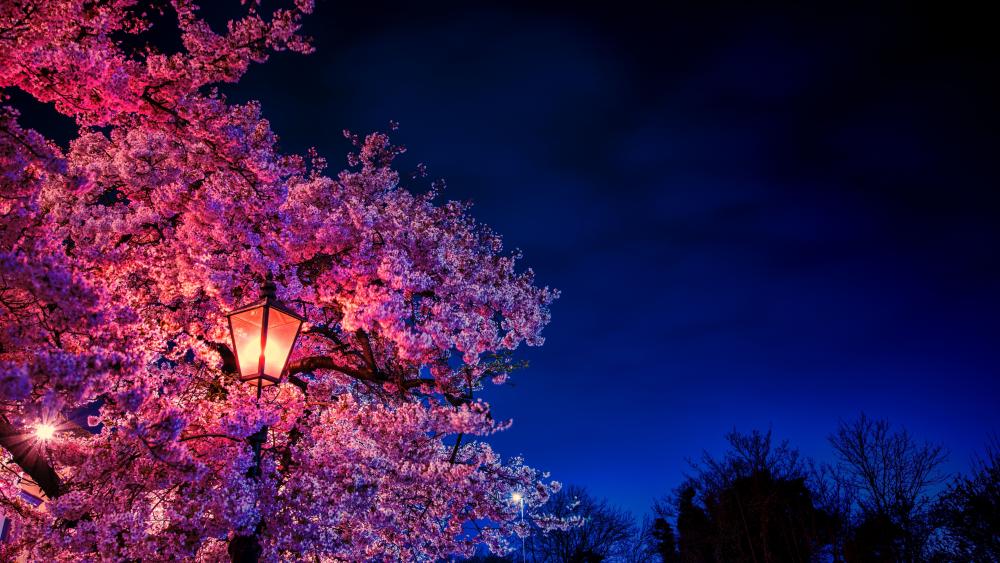 Cherry blossom in the street light wallpaper