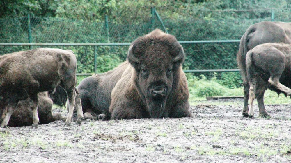 Premium Photo | Male bison grazing on grassland with double exposure  natural background