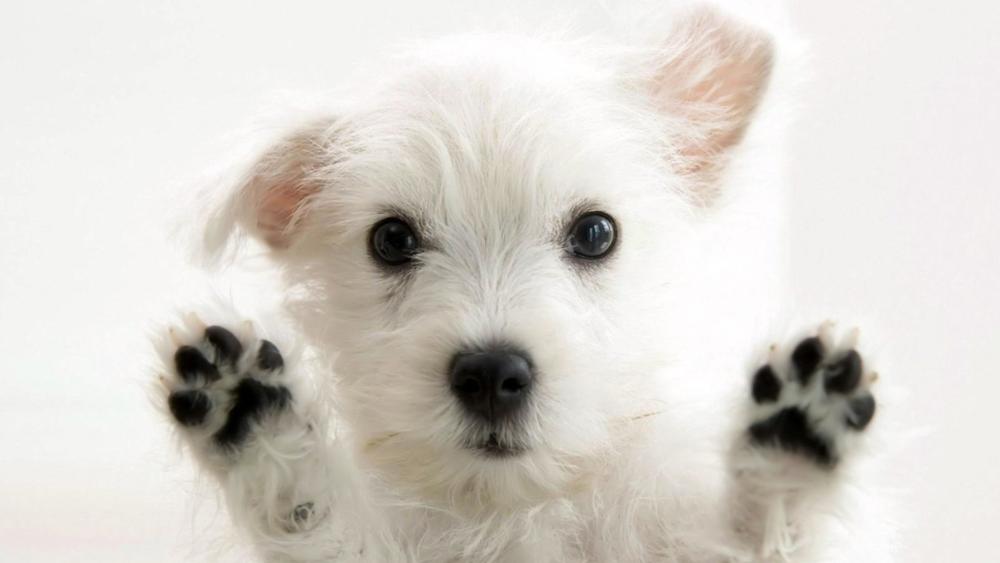 West Highland White Terrier Puppy wallpaper