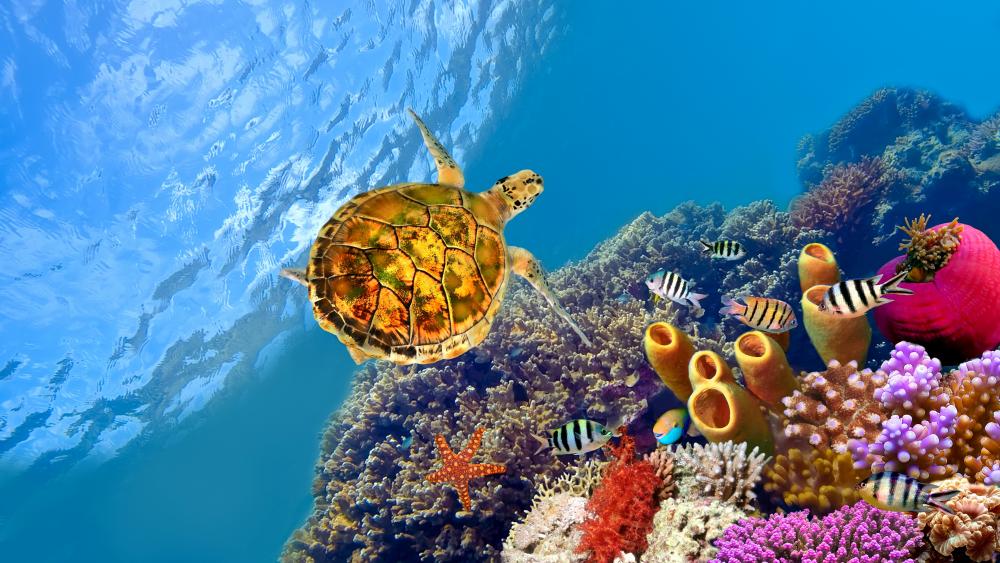 Sea Turtle underwater photo wallpaper
