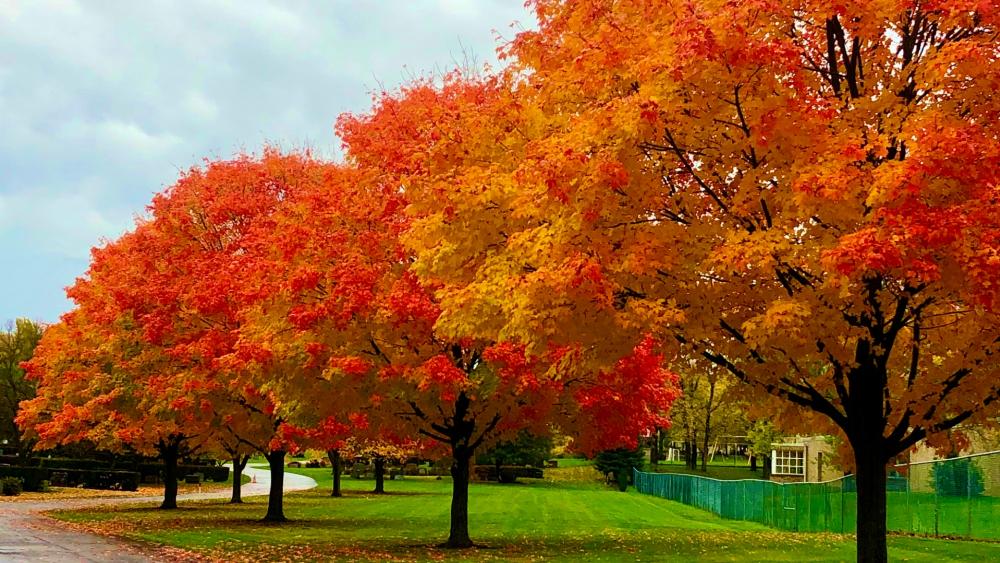 Fall Colors wallpaper
