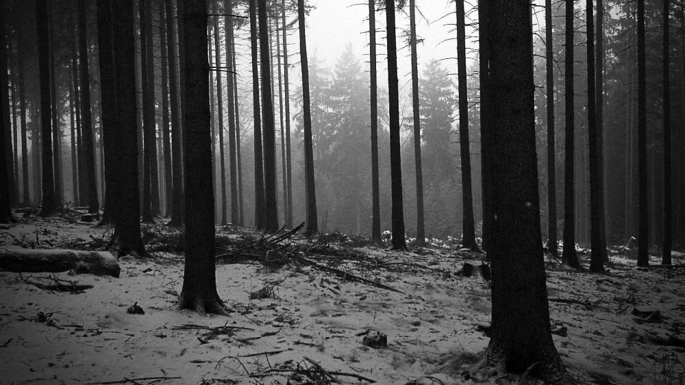 Black and White Forest wallpaper