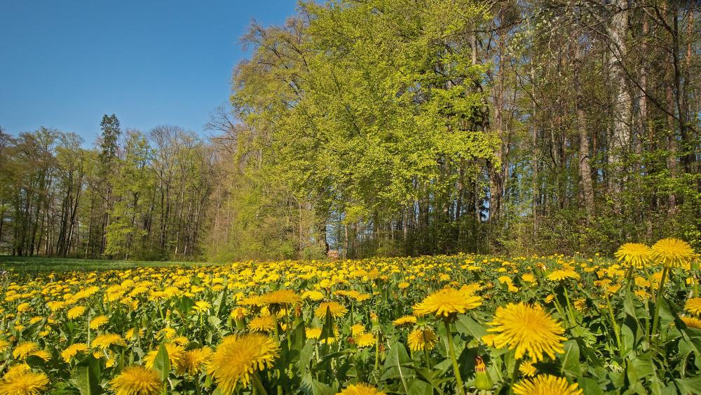 Wallpaper from nature category