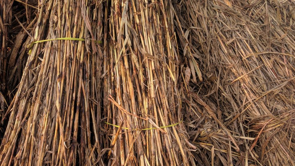 The Sorghum wallpaper