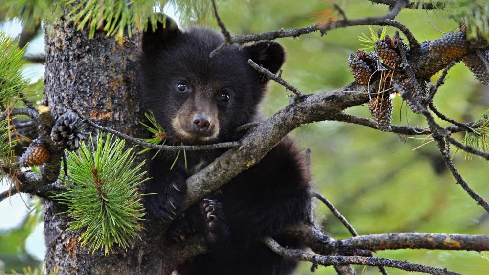 American black bear baby - backiee