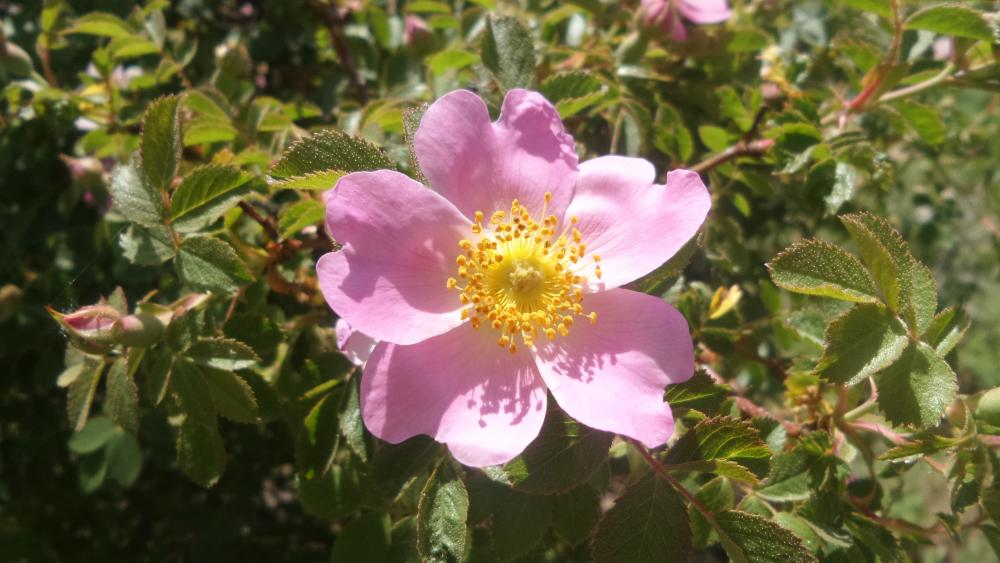 Pink wild rose wallpaper