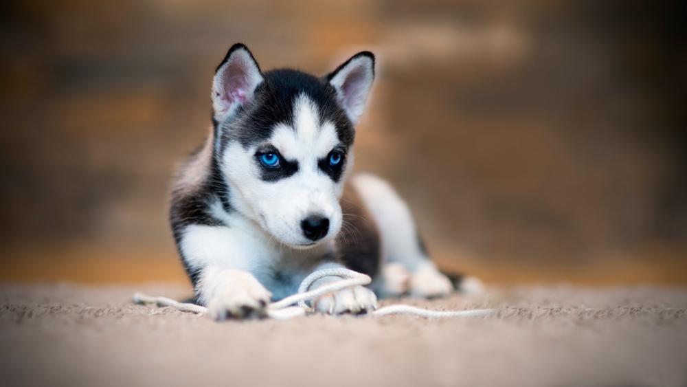 Siberian Husky puppy wallpaper