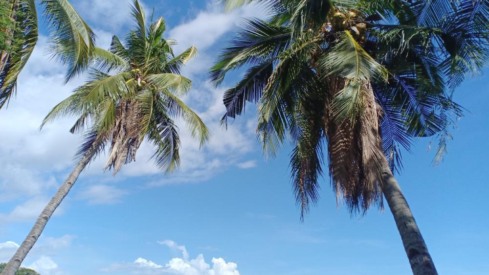 Sky and Coconuts wallpaper