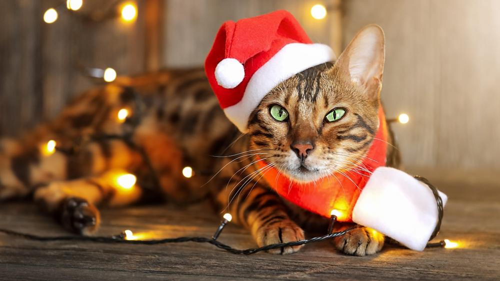 Cat with Santa Claus Cap and Christmas Lights wallpaper