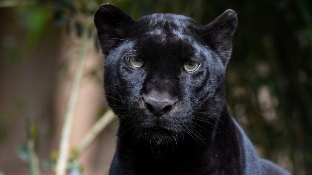 Wallpaper from animals category