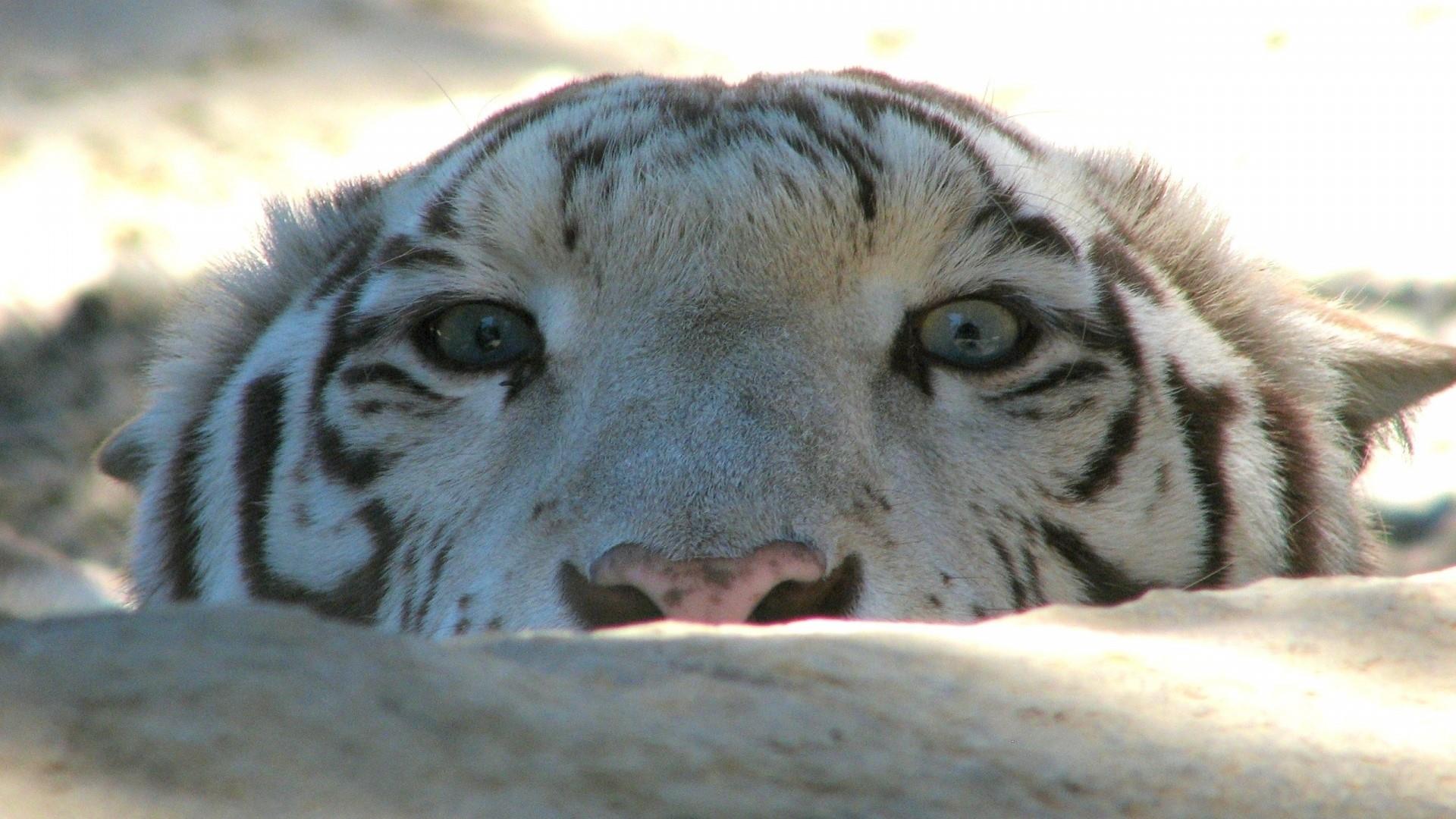 White tiger wallpaper - backiee